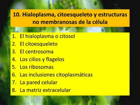Pdf 10 Hialoplasma Citoesqueleto Y Estructuras No · 10