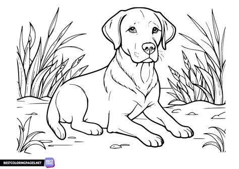 Labrador retriever coloring book - Free printable coloring pages