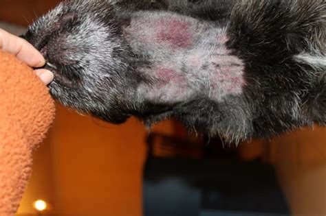 Concerned About Recurrent Persistent Swelling In My Dogs Neck Page 4