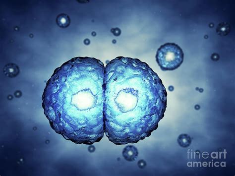 Cell Division Photograph By Nobeastsofiercescience Photo Library