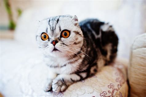 15 Rare Breeds Of Cats You Never Knew Existed
