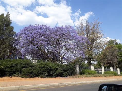 Feb 17, 2021 · author: Johannesburg | Tiger brands ltd