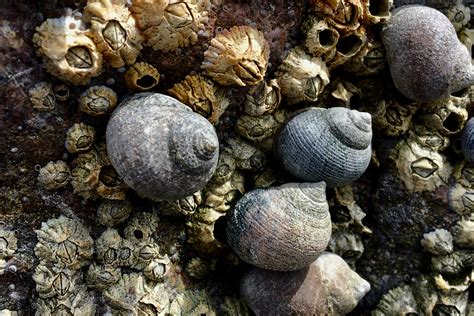 Common Periwinkle Littorina Littorea Seashore To Forest Floor