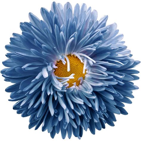 Blue Aster Flower Td Florals 153