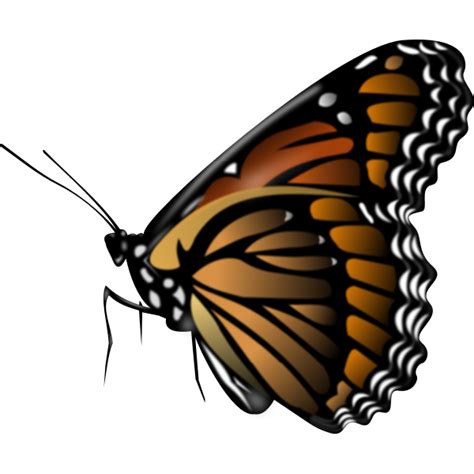 Monarch Butterfly Vector Clip Art Free Svg