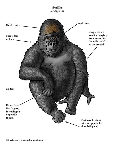 Gorilla