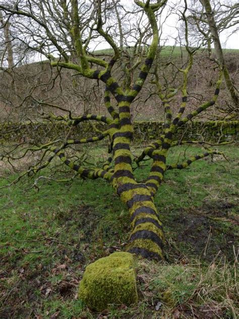 Andy Goldsworthys Ephemeral Works Artwork That Is A Testament To