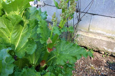Rhubarb Flowers What To Do When Rhubarb Bolts And Goes To Seed The