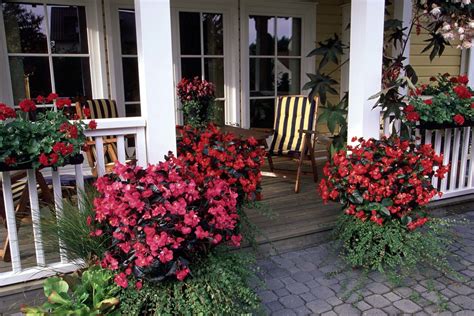 Begonias The Perfect Landscape Plant Lawn And Garden Retailer