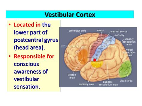 Vestibular And Cochlear Nerves