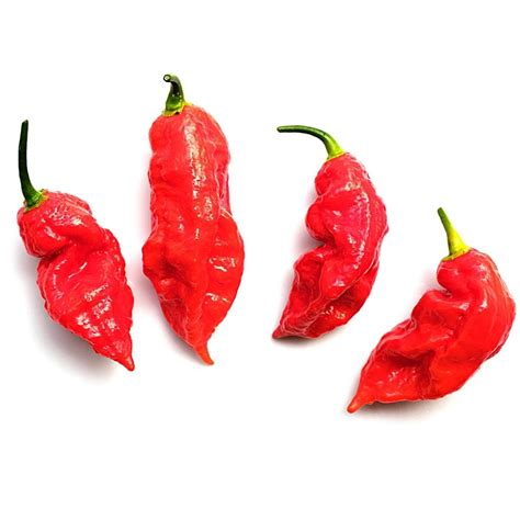 Ghost Pepper The Perfect Chili For Daredevils Spice And Life