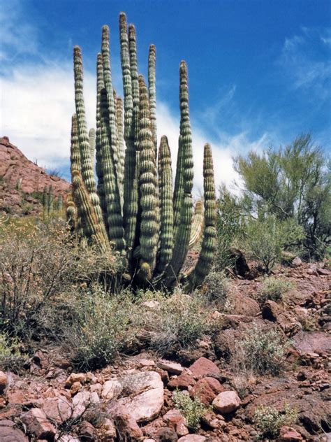 Organ Pipe Cactus Cacti And Flowers In Organ Pipe Cactus National