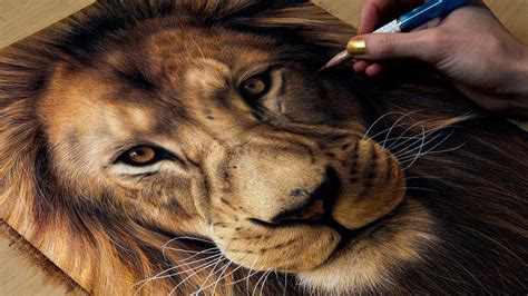 Ready to expand your colored pencil animal drawing skills? Drawing a Lion | Realistic drawings, Animal drawings ...