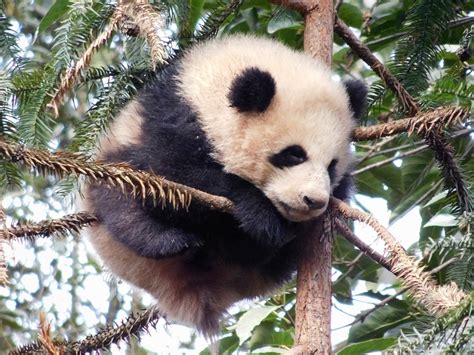 Fascinating Facts About Pandas All In One Place The Great Projects