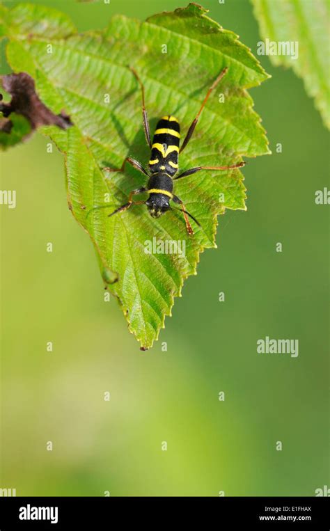 Wasp Beetle Clytus Arietis A Wasp Mimic Common May July Stock Photo