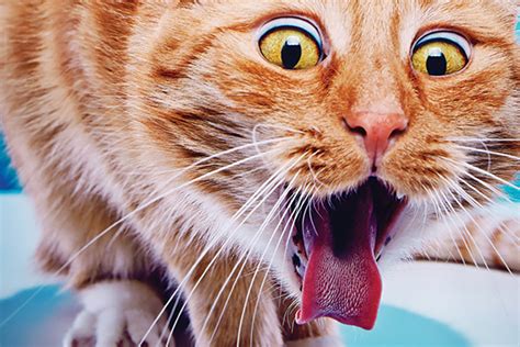 But when the hair it's not uncommon for a cat to vomit a hairball every week or two, according to richard goldstein, dvm, an associate professor of small animal medicine. Why Do Cats Get Hairballs and Are They Normal? - Catster