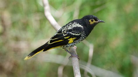 Regent Honeyeater Endangered Songbird In Australia Is Forgetting Its