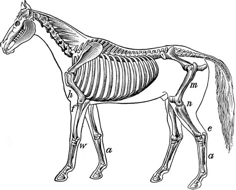 Skeletal System Of A Horse