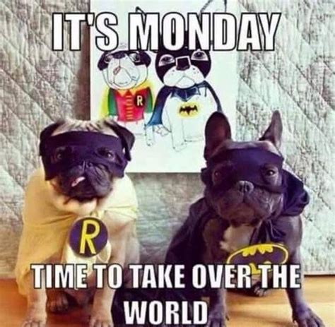 Monday is the first day of the week and how you start it has a great impact on the rest of the week too. Dogs rock | Monday motivation quotes, Monday humor, Happy ...