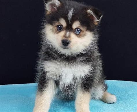 Richmond, va is a city of restaurant culture and a community of unique small businesses. Pomsky Puppies For Sale | Richmond, VA #259412 | Petzlover