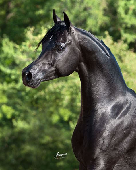 Bellagio Beautiful Arabian Horses Black Arabian Horse Horses