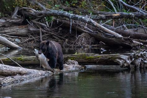 Visit The Great Bear Rainforest In Bc Canada