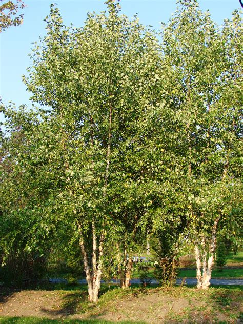 River Birch Tree Clumps River Birch Trees Landscaping Plants