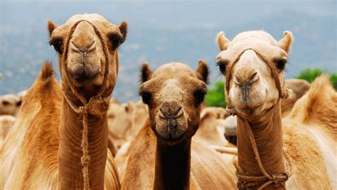 350 Cool And Catchy Names For Camel 2024