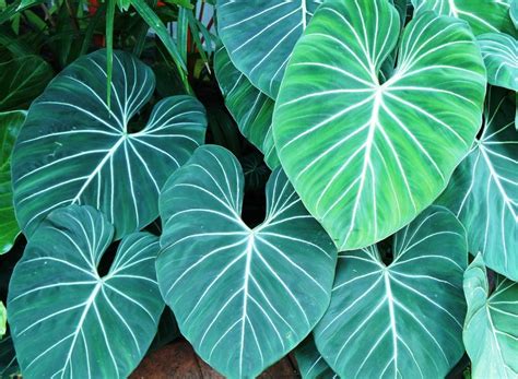 Photo Of The Leaves Of Philodendron Philodendron Gloriosum Posted By