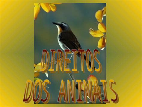 ppt declaraÇÃo universal dos direitos dos animais o brasil e os países membros da onu são