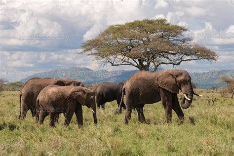 Elephant Herd East Africa Walking 716378 Stock Photo At Vecteezy