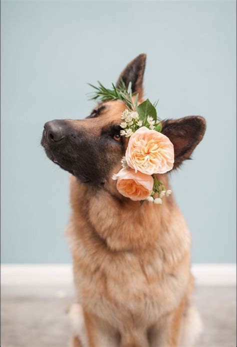 Dog Wearing A Flower Crown Cute Critters Dogs Cute Animals German