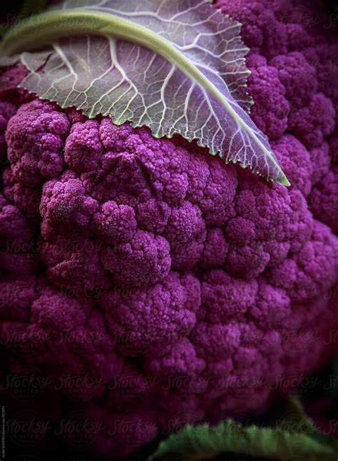 Purple Cauliflower By Stocksy Contributor Alan Shapiro Stocksy