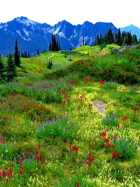 Free Download Mountain Meadow Wallpaper Forwallpapercom 1600x1200 For