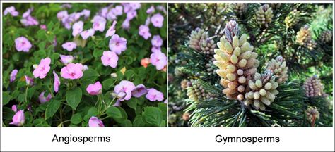 Angiosperms And Gymnosperms Biology Wise