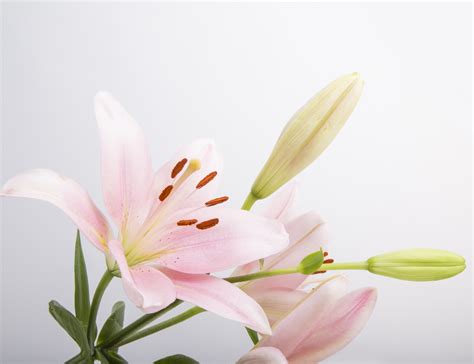 Lilies Flowers Free Stock Photo Public Domain Pictures