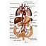 Organs  Human Anatomy Picture Body