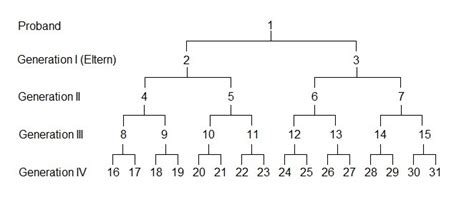 Entwicklung und wachstum der blutsverwandten., beispiel für einen familienstammbaum, mit der auflistung der familienmitglieder. Stammbaum Zeichnen Vorlage