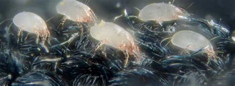 How To Eliminate Dust Mites On Your Wool Carpet Carpet Cleaning In