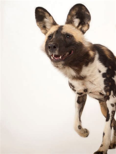 What Countries Do African Wild Dogs Live In