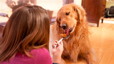 Fda Warns Against Feeding Dogs Raw Meat Peanut Butter Fox News