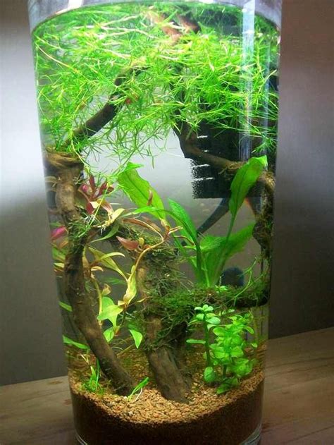 shrimp vase | Fish tank plants, Fish tank terrarium, Fresh water fish tank