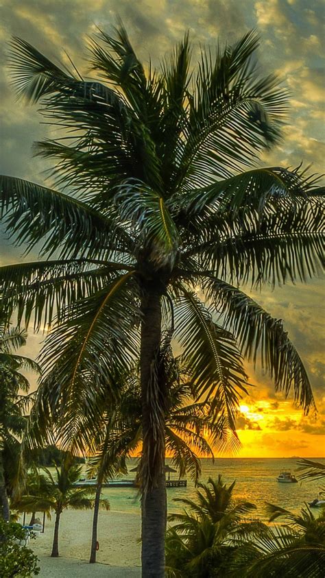 Maldives Palms Trees Shadow Sea Ocean Beach Hdr
