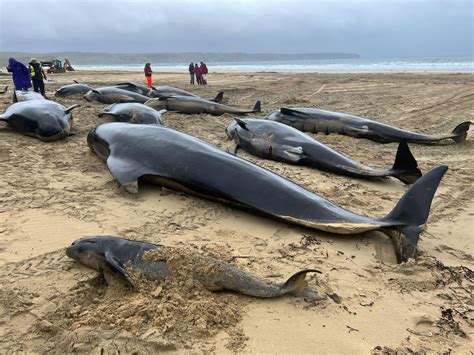 More Than 50 Pilot Whales Die After Mass Stranding On Scottish Beach Inquirer News
