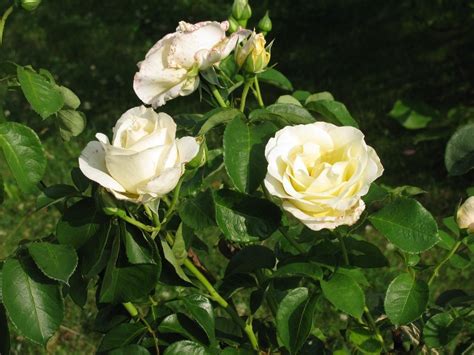 White Rose Blooms And Buds In Garden Free Image Download
