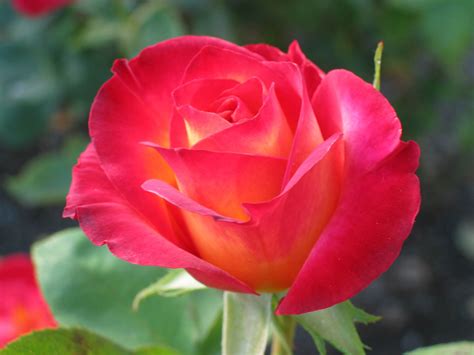 Gambarbaru Gambar Bunga Rose Mekar Warna Warni