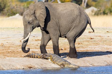 Elephant And Crocodile Burrard Lucas Photography