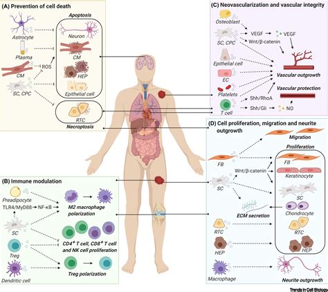 extracellular vesicle associated proteins in tissue repair trends in cell biology