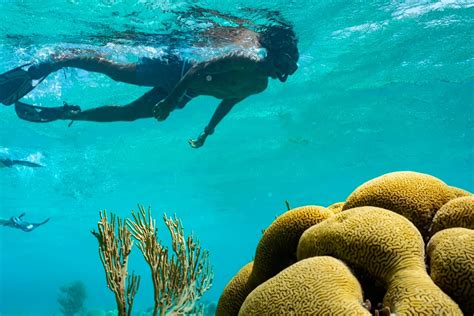 Aruba La Paradisíaca Isla Del Caribe Para Bucear Entre Peces Y