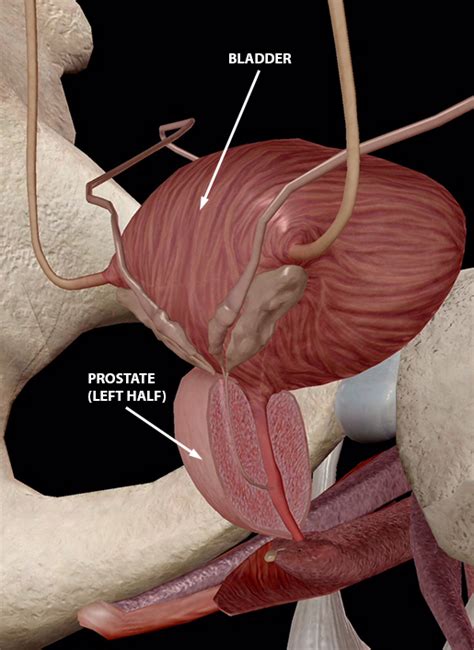 Male anatomy ref, adam skutt. Anatomy and Physiology: Internal Male Reproductive Anatomy